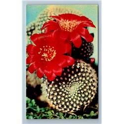 CACTUSES Succulents Blossom Flowers Real Photo RARE SET 15 pcs Soviet Postcards