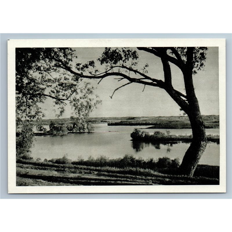 Zarasai Lithuania Zarasas Lake View Huge Trees Coastline Old Vintage Postcard