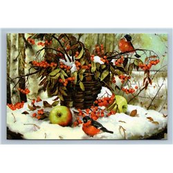 BULLFINCHES in Snow Winter Forest Rowan berries Apple Birds Russian New Postcard