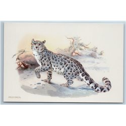 SNOW LEOPARD IRBIS BIG CAT Wild Animal by Daniel Elliot New Unposted Postcard