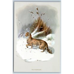 ASIATIC WILDCAT BIG CAT Wild Animal by Daniel Elliot New Unposted Postcard
