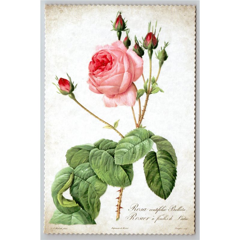 ROSE in Vintage style by Pierre-Joseph Redouté Russian New Postcard