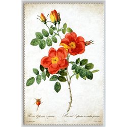 ROSE in Vintage style by Pierre-Joseph Redouté Russian New Postcard
