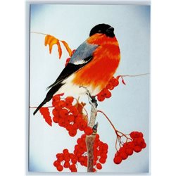 BULLFINCH Forest Bird on a Rowan Branch by Wock Vivid New Unposted Postcard