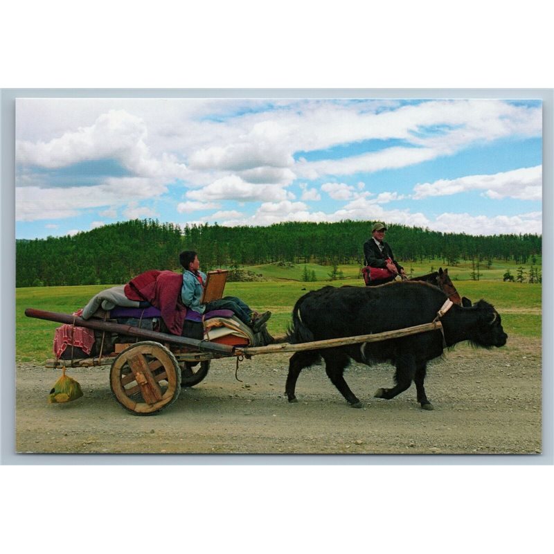 2011 ASIA MONGOLIA Moving to summer Pastures Yak Bull Russian Photo Postcard