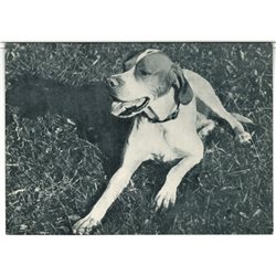 DOG English Pointer Russian B/W Vintage Real Photo Postcard