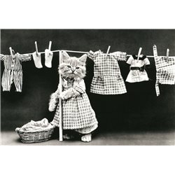 Cat Kitten hanging laundry FUNNY PETS Real Photo Russian Modern postcard