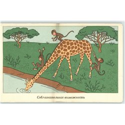 Monkeys ride a Giraffe Hungary Caricature KO comic funny RARE Postcard