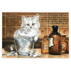 CAT in pharmacy Aspirin by France Severine Pineaux Russian Modern Postcard