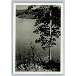 Zarasai Lithuania Lake Baltis Fairly Land Forest Birches Old Vintage Postcard