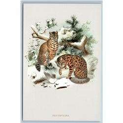 LEOPARD CAT in Snow Forest BIG CAT Wild by Daniel Elliot New Unposted Postcard