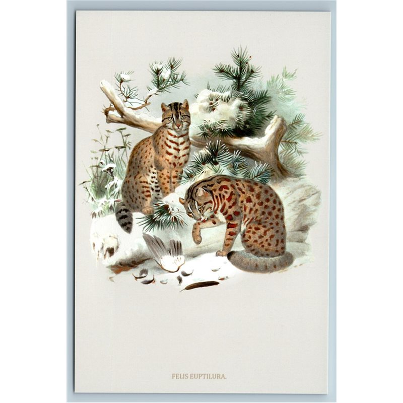 LEOPARD CAT in Snow Forest BIG CAT Wild by Daniel Elliot New Unposted Postcard