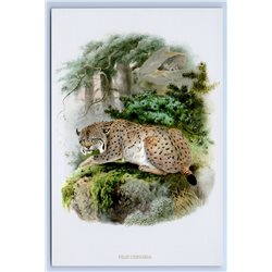 LYNX in Forest BIG CAT Wild Animal by Daniel Elliot New Unposted Postcard