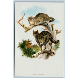 EUROPEAN WILDCAT BIG CAT Wild Animal by Daniel Elliot New Unposted Postcard