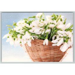 Basket of snowdrops Flowers Real Photo Russian Modern Postcard