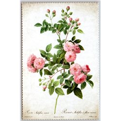 ROSE in Vintage style by Pierre-Joseph Redouté Russian New Postcard