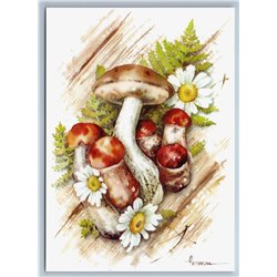 MUSHROOMS and Daisy Flowers Forest Still Life by Petunova New Unposted Postcard