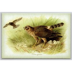 HAWK Hen harrier BIRD with baby by Thorburn New Unposted Postcard