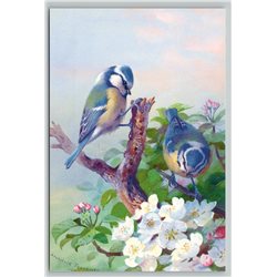 BLUE TITS BIRDS on a Tree Branch Blossom by Thorburn New Unposted Postcard