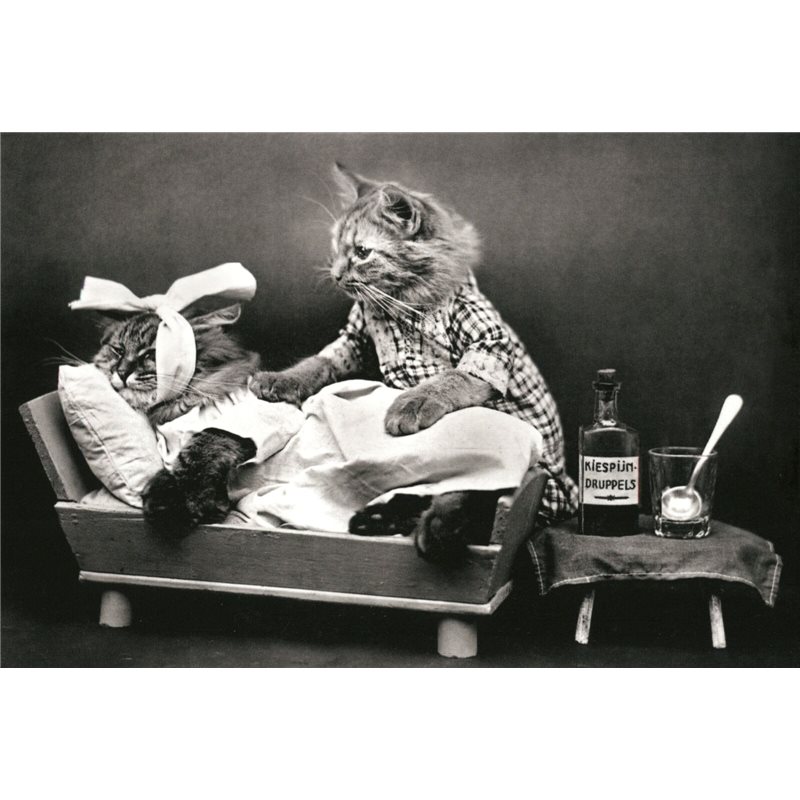 Cat treats a cat Doctor Medical FUNNY PETS Real Photo Russian Modern postcard