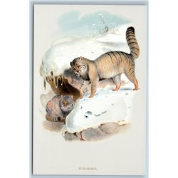 MANUL Snow Mountain BIG CAT Wild Animal by Daniel Elliot New Unposted Postcard