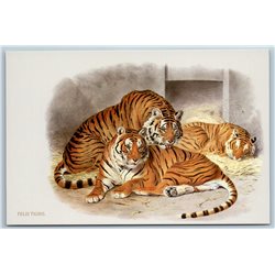 TIGERS Family BIG CAT Wild Animal by Daniel Elliot New Unposted Postcard