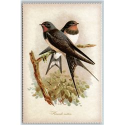BIRD BARN SWALLOW Illustration by J Keulemans New Texture Postcard