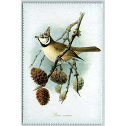 BIRD EUROPEAN CRESTED TIT Illustration by J Keulemans New Texture Postcard
