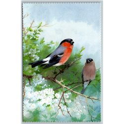 BIRD BULLFINCHES on Tree Branch Illustration by J Keulemans New Texture Postcard