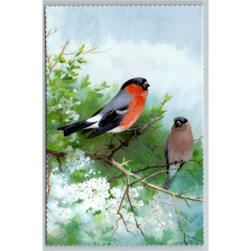 BIRD BULLFINCHES on Tree Branch Illustration by J Keulemans New Texture Postcard