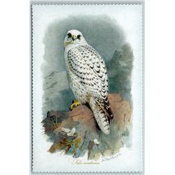 BIRD GYRFALCON WHITE FALCON Illustration by J Keulemans New Texture Postcard