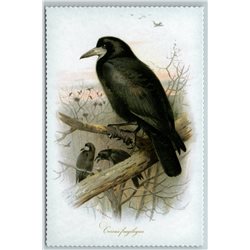 BIRD BLACK ROOK Illustration by J Keulemans New Texture Postcard