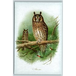 BIRD LONG-EARED OWL Illustration by J Keulemans New Texture Postcard