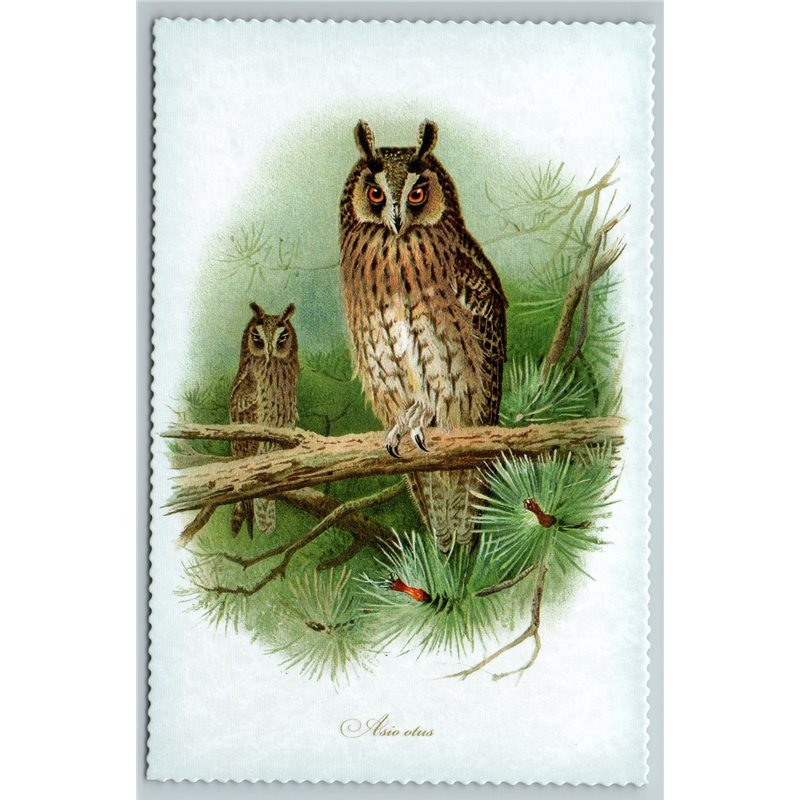 BIRD LONG-EARED OWL Illustration by J Keulemans New Texture Postcard