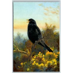 BIRD COMMON BLACKBIRD Illustration by J Keulemans New Texture Postcard
