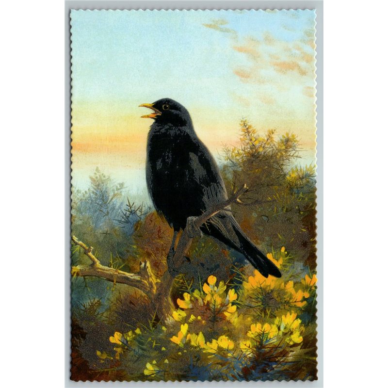 BIRD COMMON BLACKBIRD Illustration by J Keulemans New Texture Postcard