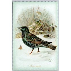 BIRD COMMON STARLING Illustration by J Keulemans New Texture Postcard