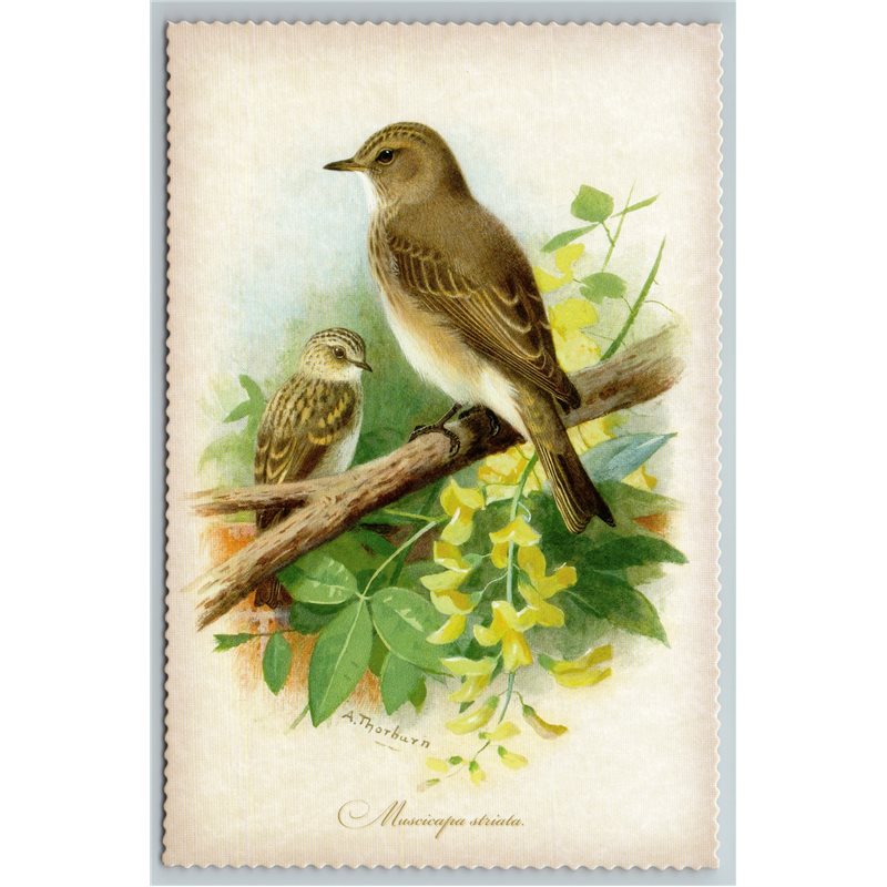 BIRD SPOTTED FLYCATCHER Illustration by J Keulemans New Texture Postcard
