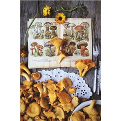 Postcard MUSHROOM PICKER GUIDE Book Fork Still Life Food Photo NEW