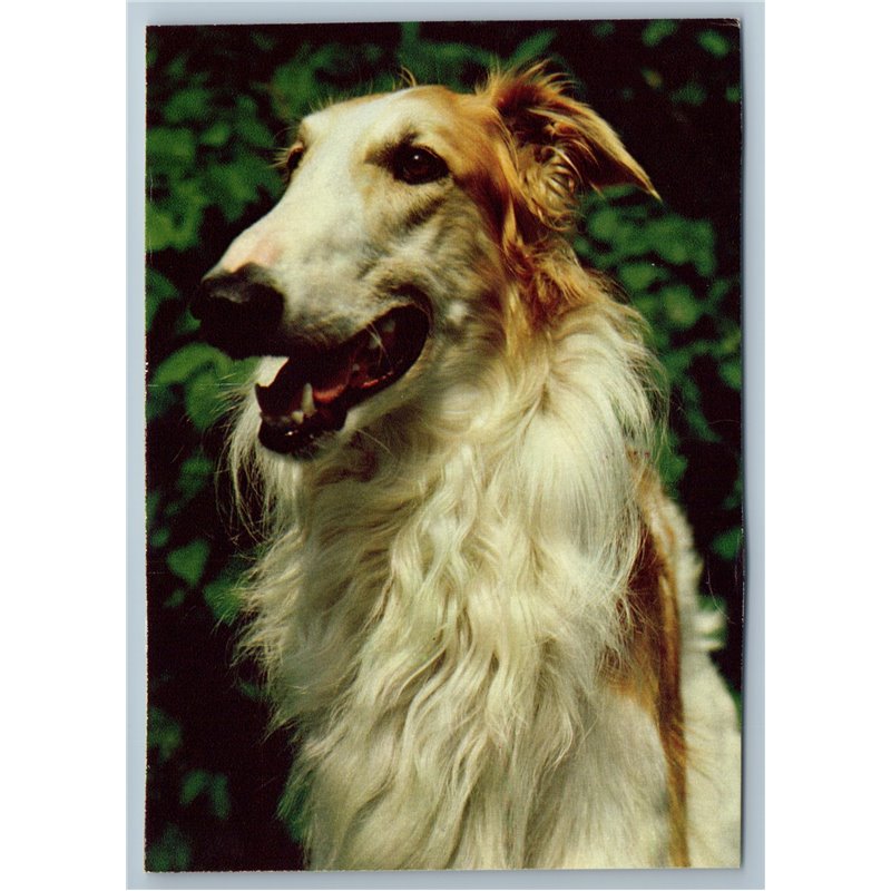 1987 DOG BORZOI RUSSIAN GREYHOUND Real Photo Soviet USSR Postcard
