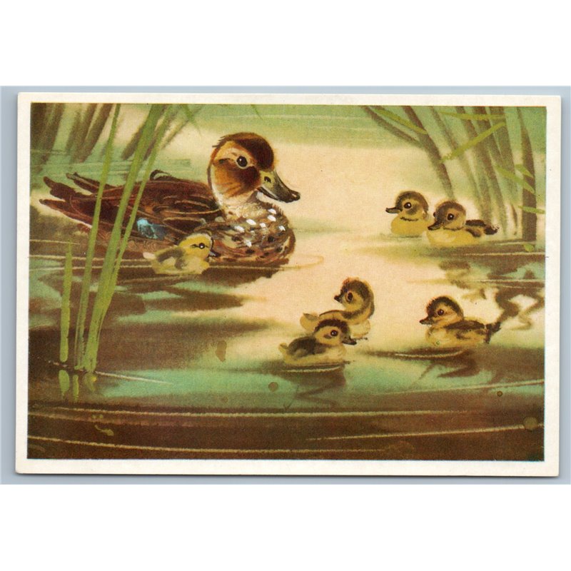 1980 MALLARD DUCK with ducklings in Pond by Kanevsky Soviet USSR Postcard
