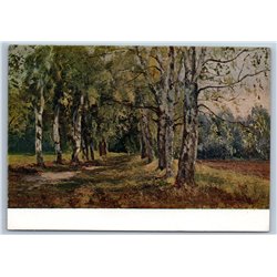 1959 BIRCH GROVE ALLEY Wood Forest Path Russian tree mud Landscape USSR Postcard