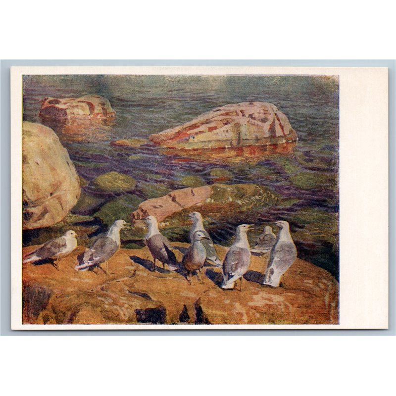 1956 SEAGULLS Birds on Rock on Sea Coast Seascape Stone Soviet USSR Postcard