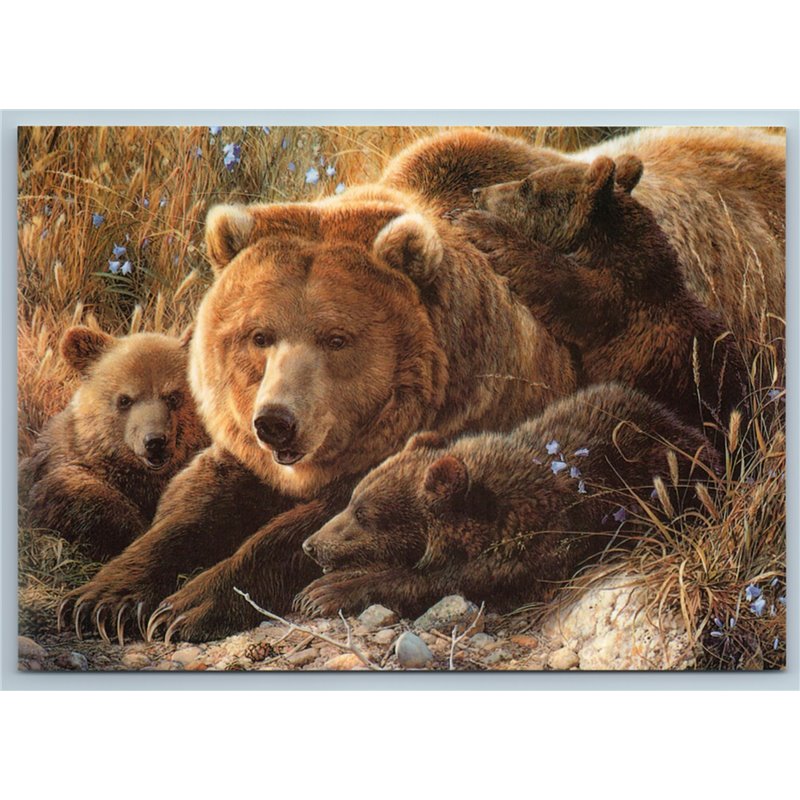 RUSSIAN BROWN BEAR family Cub Field Wild Animal New Postcard