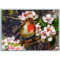 Spring British Red Robin bird on Blossom Apple Tree Russian New Postcard