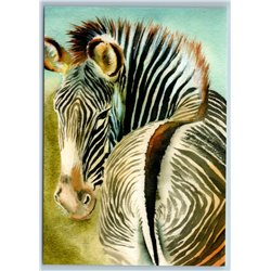FUNNY ZEBRA with contrasting Stripes Africa Wild Animal Russian New Postcard