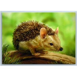 CUTE HEDGEHOG on Tree branch Glade Forest Animal Russian New Postcard