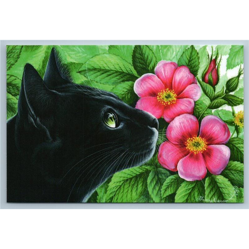 BLACK CAT green eyes in Garden Botanical Flowers Pink Rose Russian New Postcard