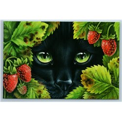 BLACK CAT looking right at you Strawberry bushes Berries Garden New Postcard