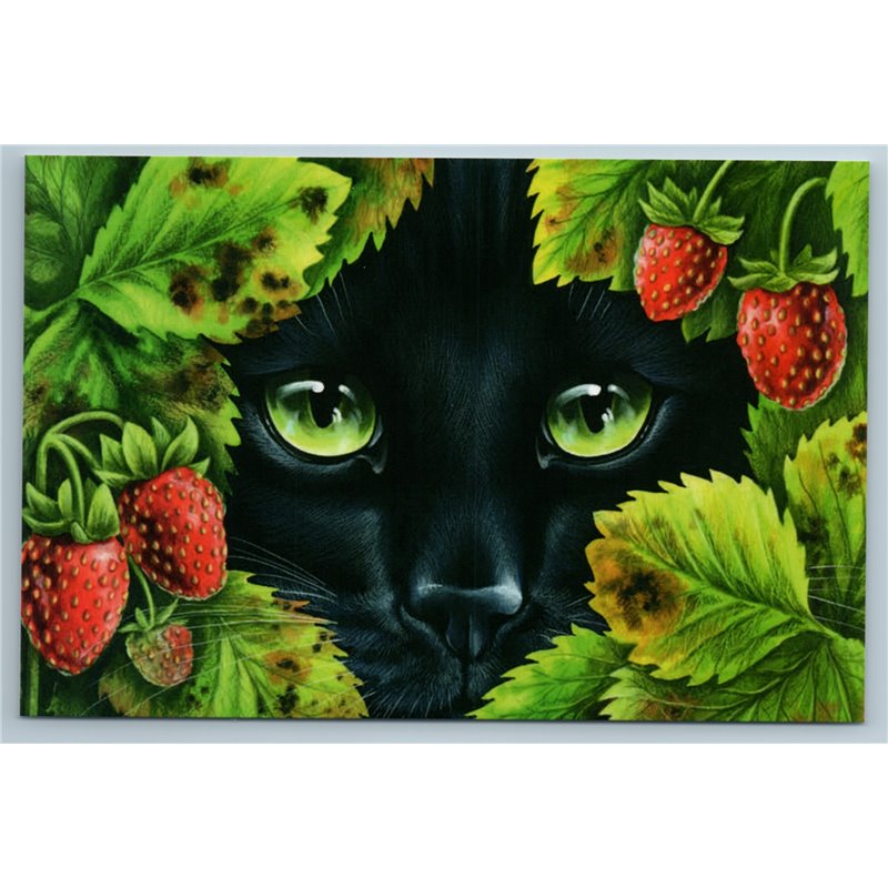 BLACK CAT looking right at you Strawberry bushes Berries Garden New Postcard